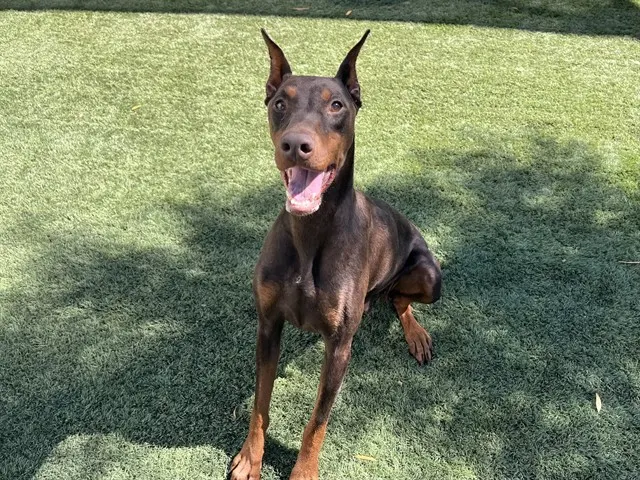 Bambie
