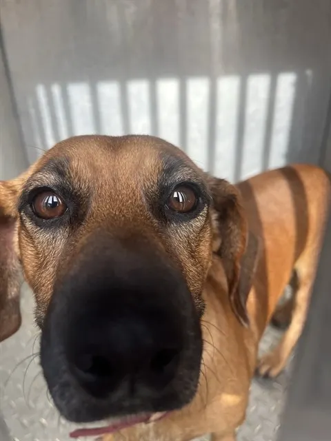 Adoptable Dog