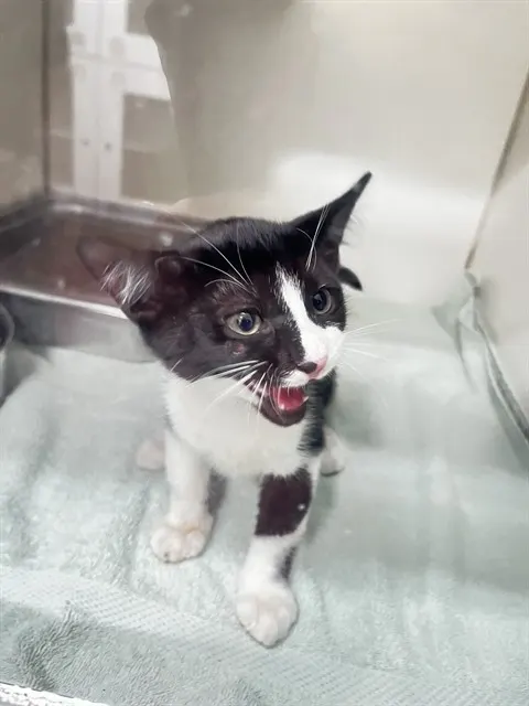 Tom