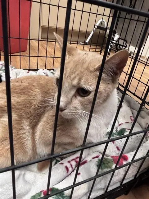 Adoptable Cat