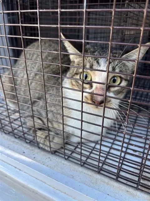 Adoptable Cat