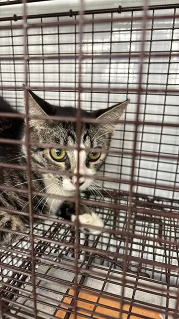 Adoptable Cat