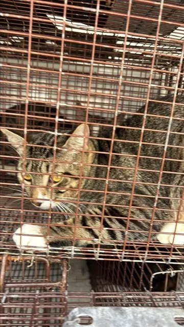 Adoptable Cat