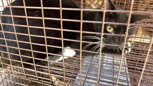 Adoptable Cat