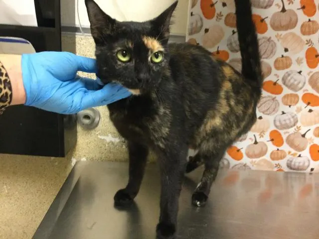 Sabrina