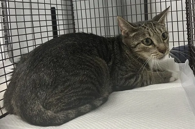 Adoptable Cat