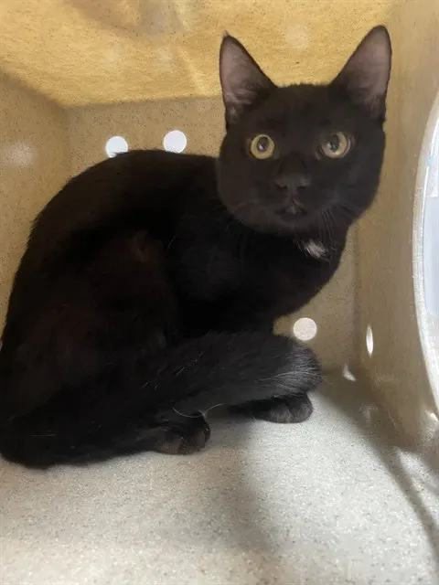 Toothless