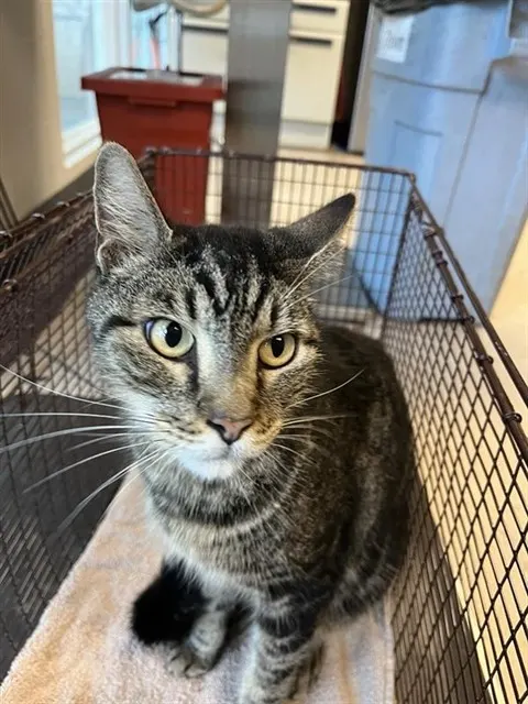 Adoptable Cat