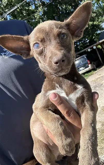 Adoptable Dog
