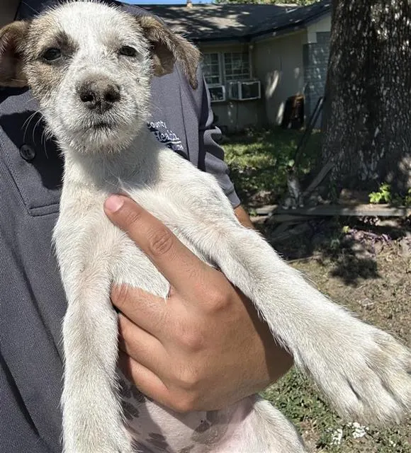 Adoptable Dog