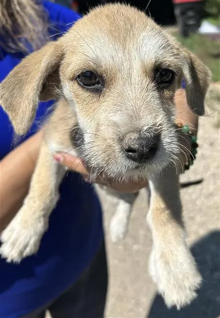 Adoptable Dog
