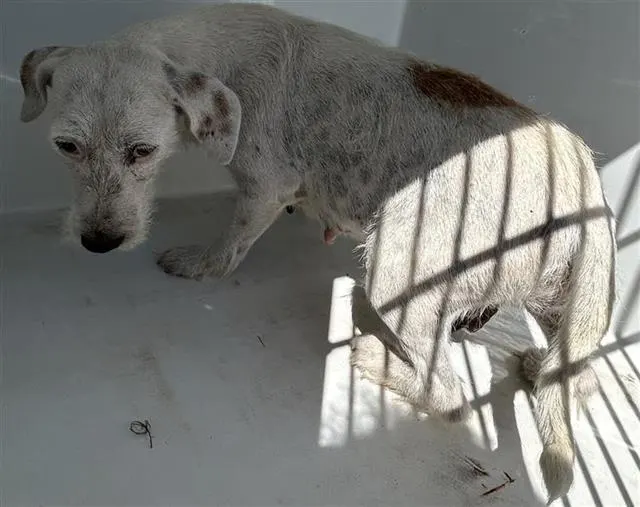Adoptable Dog