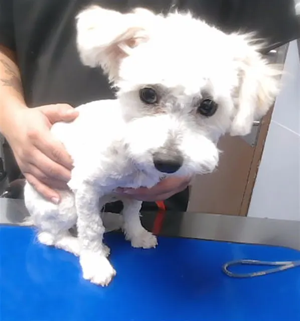Pogo