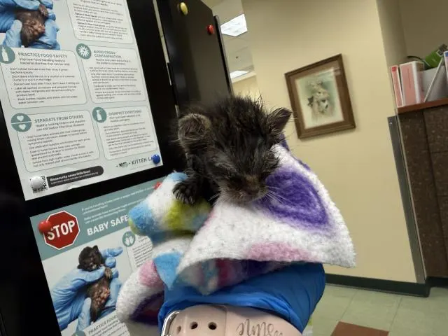 Adoptable Cat