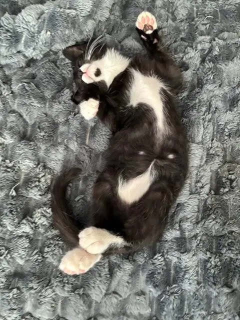 Onyx