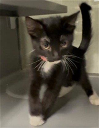 Merlin