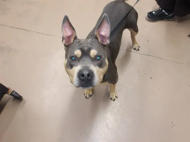 Adoptable Dog