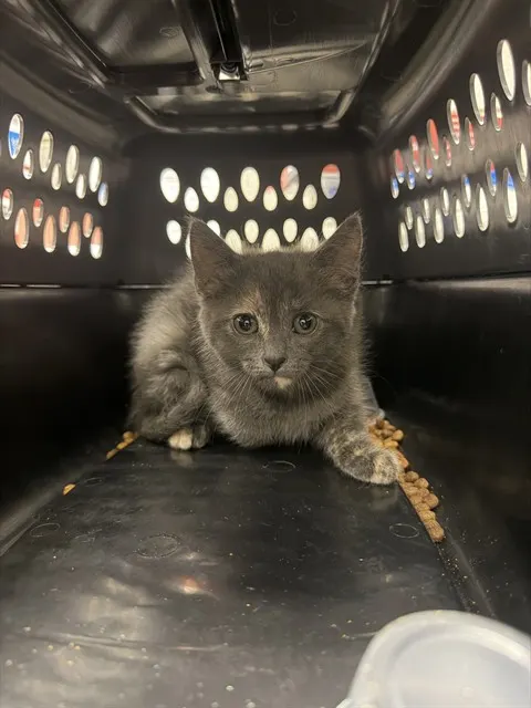 Adoptable Cat