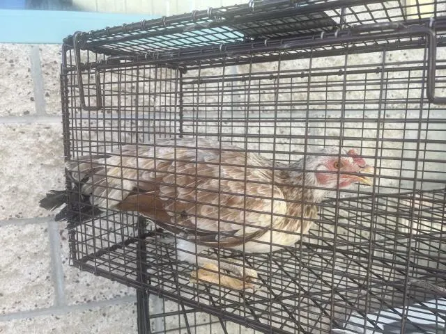 Adoptable Bird