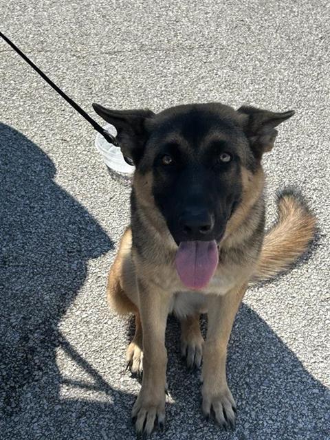 Adoptable Dog
