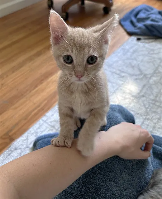 Mama’S Boy