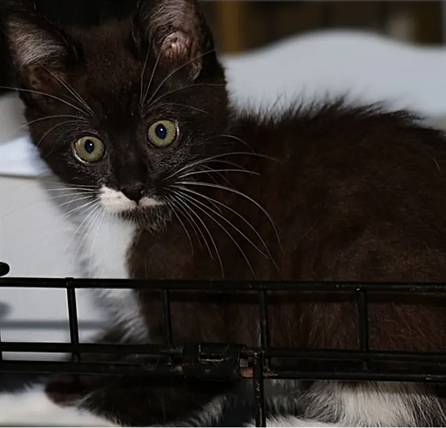 Mittens