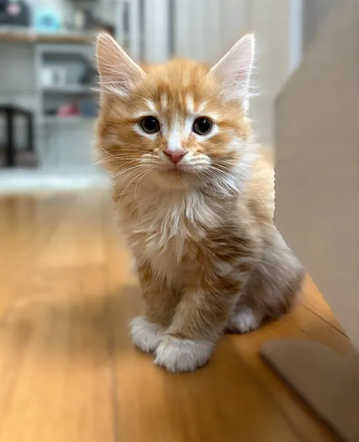 Colby Jack