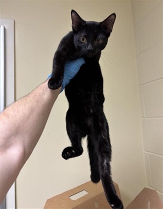 Kiti