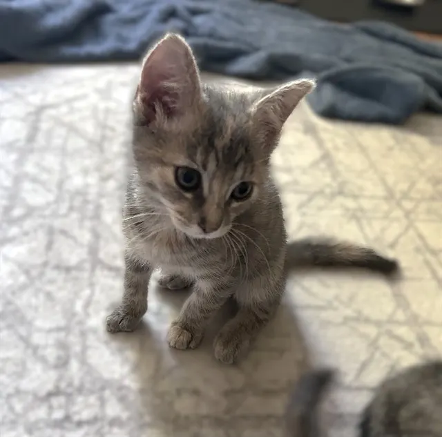 Pretty Girl