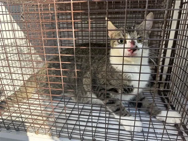 Adoptable Cat