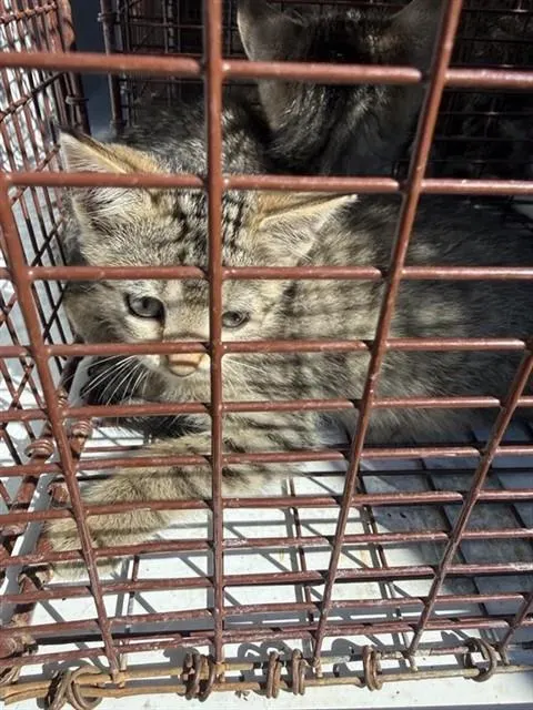 Adoptable Cat