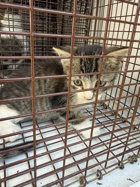 Adoptable Cat