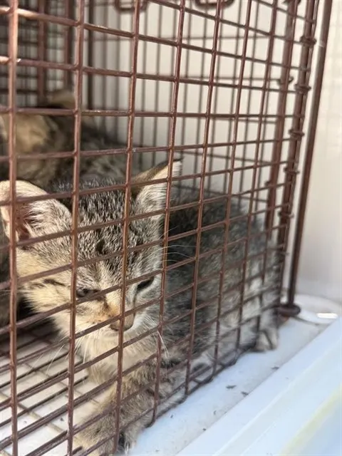 Adoptable Cat