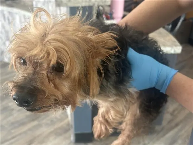 Adoptable Dog