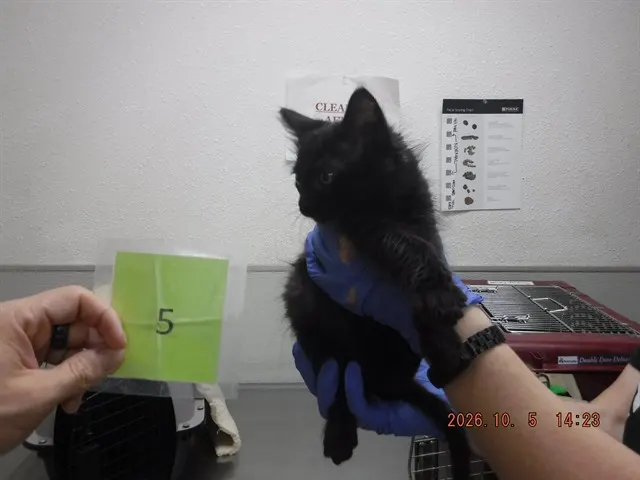 Salem