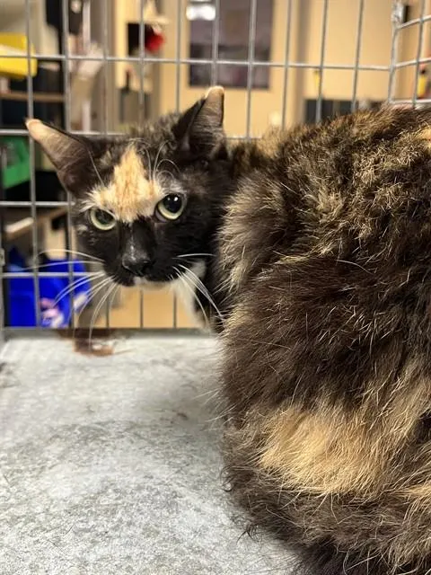 Adoptable Cat