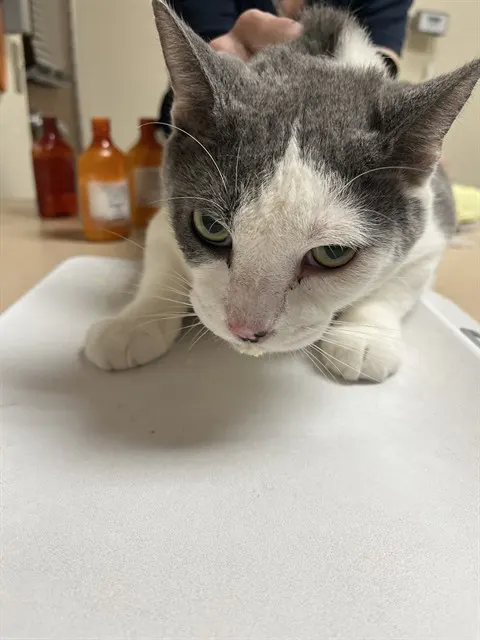 Jake