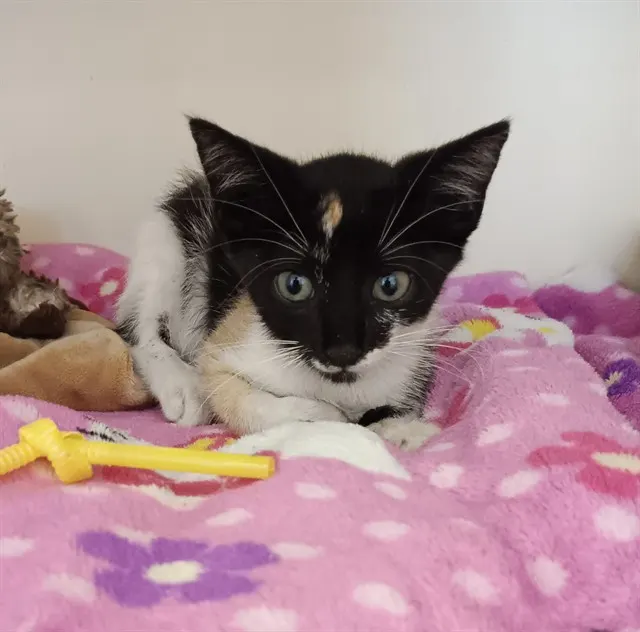 Street Racer