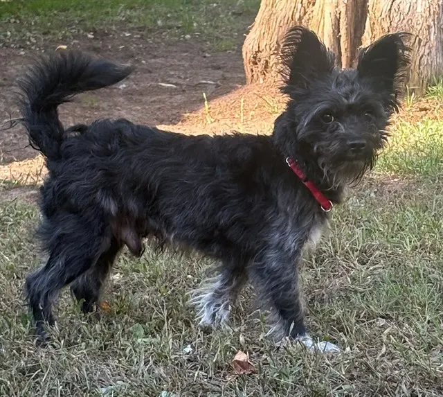 Buddy