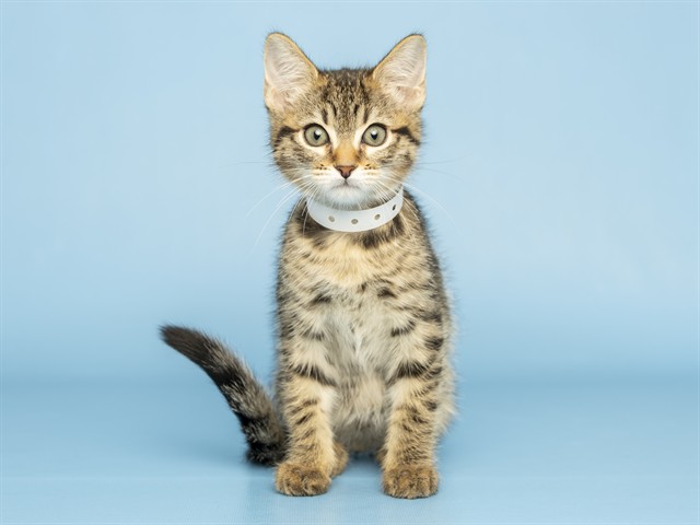 Jaspurr