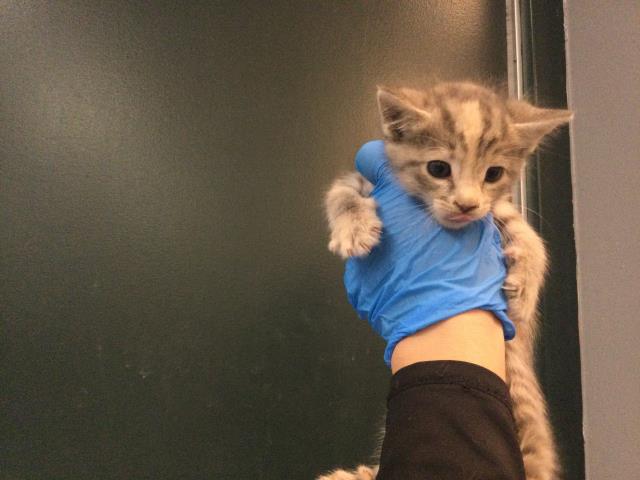 Adoptable Cat