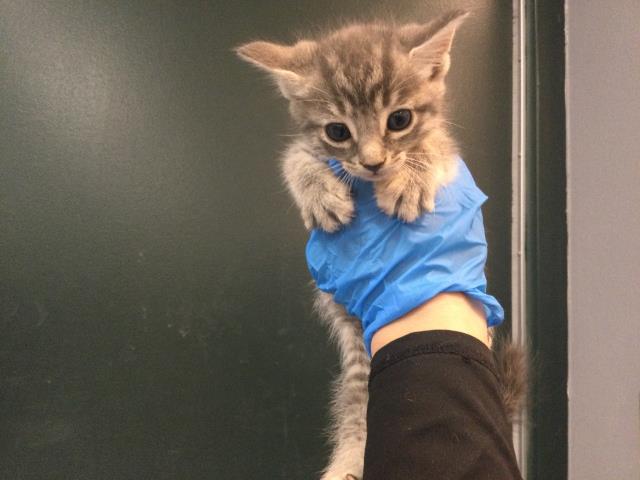 Adoptable Cat