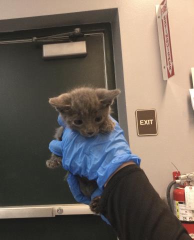 Adoptable Cat