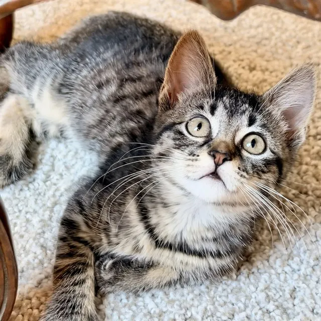 Triscuit