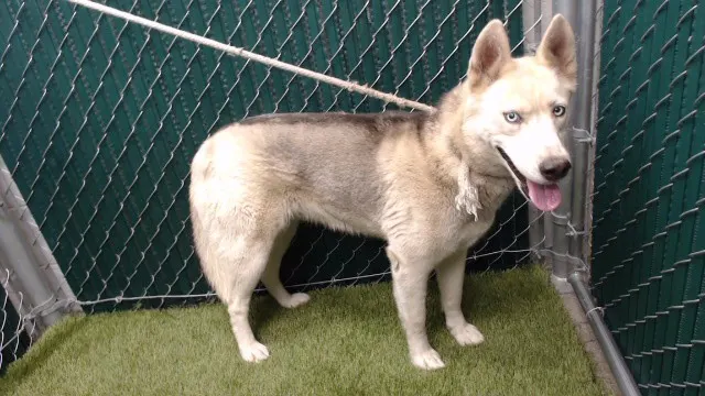 Nala