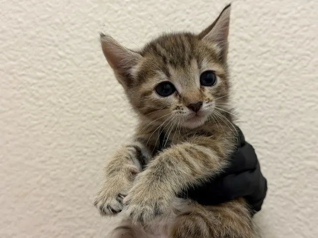 Yuki