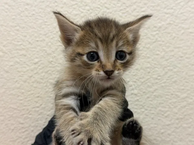 Loki