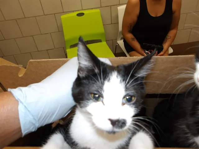 Adoptable Cat