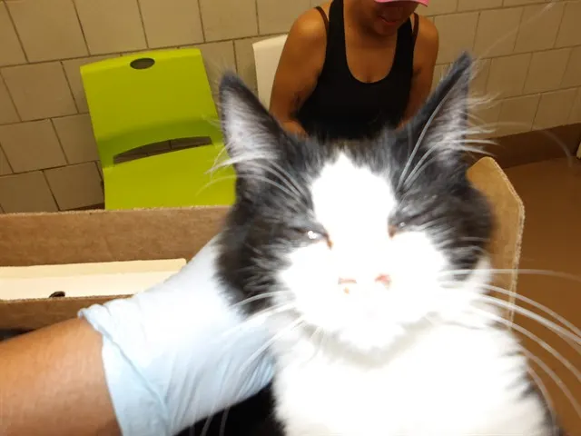Adoptable Cat