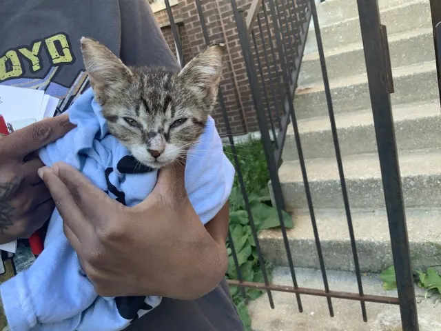 Adoptable Cat